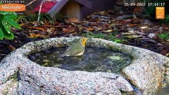 2022-09-25 20_18_47-LIVE Bird Bath Cam - YouTube – Kinza.jpg