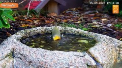 2022-09-25 20_18_58-LIVE Bird Bath Cam - YouTube – Kinza.jpg