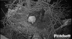 2022-10-31 22_15_43-southwest florida eagle cam live – Southwest Florida Eagle Cam – Slimjet.png