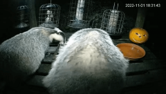 2022-11-01 20_23_52-LIVE Bird Feeder Cam - Cornwall UK - Badgers & Bird Watching 24_7 - YouTube – Sl.png