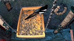 2022-11-01 20_30_45-LIVE Bird Feeder (Fuglemater) - Gjøvik, Norway - YouTube – Slimjet.png