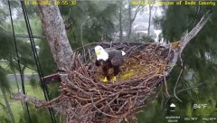 2022-11-06 23_05_18-Wildlife Rescue of Dade County Eagle Nest Cam - YouTube – Cent Browser.jpg
