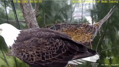 2022-11-06 23_05_01-Wildlife Rescue of Dade County Eagle Nest Cam - YouTube – Cent Browser.jpg