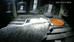 2022-11-11 21_42_25-LIVE Bird Feeder Cam - Cornwall UK - Badgers & Bird Watching 24_7 - YouTube – Ce.jpg