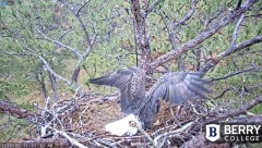 2022-11-15 20_35_00-Berry College Eagle Cams - 2022 – Cent Browser.jpg