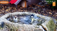 2022-11-16 15_42_18-LIVE Bird Bath Cam - YouTube – Cent Browser.jpg