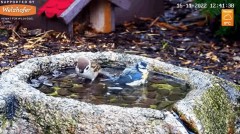 2022-11-16 15_42_35-LIVE Bird Bath Cam - YouTube – Cent Browser.jpg