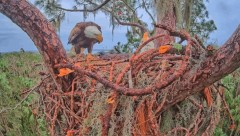 2022-11-20 22_49_50-SuperBeaks Live Bald Eagle Nest ! 2 Eggs Incubating! #baldeagle #livestream #eag.jpg
