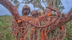 2022-11-20 22_50_12-SuperBeaks Live Bald Eagle Nest ! 2 Eggs Incubating! #baldeagle #livestream #eag.jpg