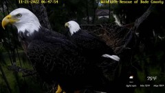 2022-11-21 21_23_31-Wildlife Rescue of Dade County Eagle Nest Cam - YouTube – Maxthon.jpg