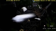 2022-11-21 21_23_35-Wildlife Rescue of Dade County Eagle Nest Cam - YouTube – Maxthon.jpg