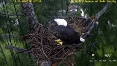 2022-11-21 21_23_40-Wildlife Rescue of Dade County Eagle Nest Cam - YouTube – Maxthon.jpg