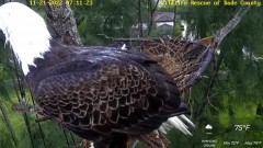 2022-11-21 21_24_57-Wildlife Rescue of Dade County Eagle Nest Cam - YouTube – Maxthon.jpg