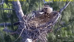2022-11-24 23_25_33-Rescue Wildlife of Dade County Eagle Nest Cam – YouTube – Maxthon.jpg