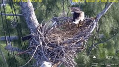 2022-11-24 23_25_42-Rescue Wildlife of Dade County Eagle Nest Cam – YouTube – Maxthon.jpg