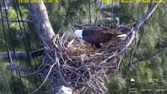 2022-11-24 23_25_28-Rescue Wildlife of Dade County Eagle Nest Cam – YouTube – Maxthon.jpg