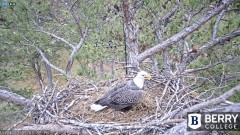 2022-11-24 23_29_03-Berry College Eagle Cams - 2022 – Maxthon.jpg