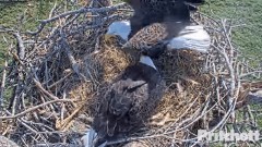 2022-11-26 23_36_44-Southwest Florida Eagle Cam - Cam 1 - YouTube – Maxthon.jpg