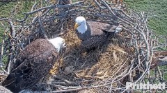 2022-11-26 23_37_09-Southwest Florida Eagle Cam - Cam 1 - YouTube – Maxthon.jpg