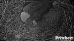 2022-11-30 09_59_51-Southwest Florida Eagle Cam - Cam 1 - YouTube – Maxthon.jpg