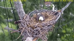 2022-12-01 21_56_47-Wildlife Rescue of Dade County Eagle Nest Cam - YouTube – Maxthon.jpg