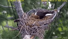 2022-12-01 21_57_00-Wildlife Rescue of Dade County Eagle Nest Cam - YouTube – Maxthon.jpg