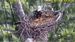 2022-12-01 21_57_10-Wildlife Rescue of Dade County Eagle Nest Cam - YouTube – Maxthon.jpg