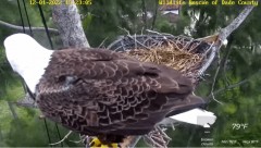 2022-12-01 21_57_16-Wildlife Rescue of Dade County Eagle Nest Cam - YouTube – Maxthon.jpg