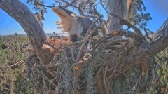 2022-12-01 22_10_13-SuperBeaks Live Bald Eagle Nest ! 2 Eggs Incubating! #baldeagle #livestream #eag.jpg