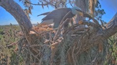 2022-12-01 22_10_23-SuperBeaks Live Bald Eagle Nest ! 2 Eggs Incubating! #baldeagle #livestream #eag.jpg