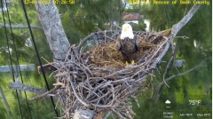 2022-12-03 23_26_58-Wildlife Rescue of Dade County Eagle Nest Cam - YouTube – Maxthon.jpg