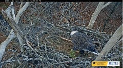 2022-12-04 23_24_50-Bluff City Cam 2_ ETSU Eagle Cameras - YouTube – Maxthon.jpg