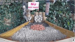 2022-12-06 20_38_00-bird table watch LIVE new table test run - YouTube – Maxthon.jpg