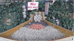 2022-12-06 20_38_15-bird table watch LIVE new table test run - YouTube – Maxthon.jpg