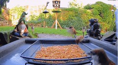 2022-12-06 21_16_28-Ground Feeding Webcam in Sheffield, England. Birds, Squirrels, Badgers, Foxes an.jpg