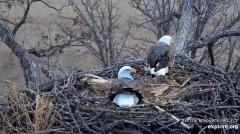 2022-12-06 22_41_09-Decorah Eagles - North Nest powered by EXPLORE.org - YouTube – Maxthon.jpg