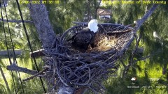 2022-12-06 23_04_47-Wildlife Rescue of Dade County Eagle Nest Cam - YouTube – Maxthon.jpg