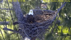 2022-12-06 23_05_01-Wildlife Rescue of Dade County Eagle Nest Cam - YouTube – Maxthon.jpg