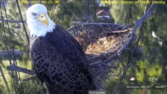 2022-12-06 23_05_17-Wildlife Rescue of Dade County Eagle Nest Cam - YouTube – Maxthon.jpg