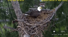 2022-12-07 21_58_50-Wildlife Rescue of Dade County Eagle Nest Cam - YouTube – Maxthon.jpg