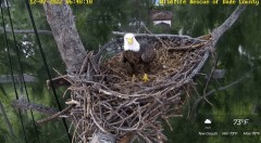 2022-12-07 21_58_59-Wildlife Rescue of Dade County Eagle Nest Cam - YouTube – Maxthon.jpg