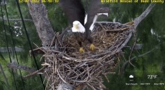 2022-12-07 21_59_06-Wildlife Rescue of Dade County Eagle Nest Cam - YouTube – Maxthon.jpg