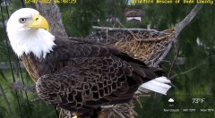 2022-12-07 21_59_18-Wildlife Rescue of Dade County Eagle Nest Cam - YouTube – Maxthon.jpg