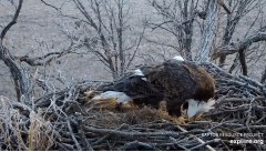 2022-12-07 22_36_06-Decorah Eagles - North Nest powered by EXPLORE.org - YouTube – Maxthon.jpg