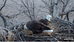 2022-12-07 22_36_23-Decorah Eagles - North Nest powered by EXPLORE.org - YouTube – Maxthon.jpg