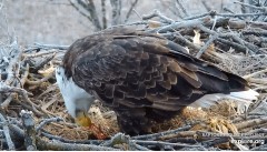 2022-12-07 22_36_31-Decorah Eagles - North Nest powered by EXPLORE.org - YouTube – Maxthon.jpg