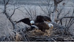2022-12-07 22_36_47-Decorah Eagles - North Nest powered by EXPLORE.org - YouTube – Maxthon.jpg