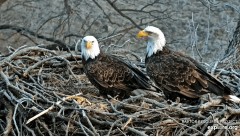 2022-12-07 22_37_13-Decorah Eagles - North Nest powered by EXPLORE.org - YouTube – Maxthon.jpg