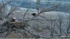 2022-12-07 22_37_22-Decorah Eagles - North Nest powered by EXPLORE.org - YouTube – Maxthon.jpg