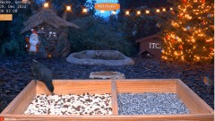 2022-12-09 10_05_38-YouTube - LIVE 4K Wild Animal & Bird Feeder Cam - Hedgehog & Bird Watching - You.jpg